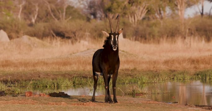 Beautiful male Sable antelope standing on the banks of a river in the Okavango Delta, Botswana