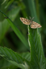 Moth on the leaf
