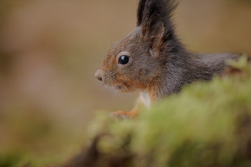 A cheeky red squirrel close-up
