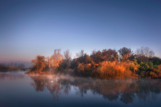 Three swans on Sile River, Vedelago, Treviso, Italy