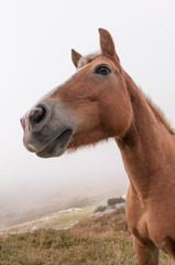 Fototapeta premium Koń górski