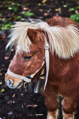 Brown pony with blonde mane	