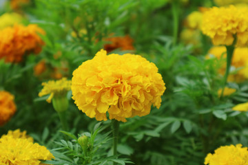 Closeup Vibrant Yellow Marigold Flower in the Garden