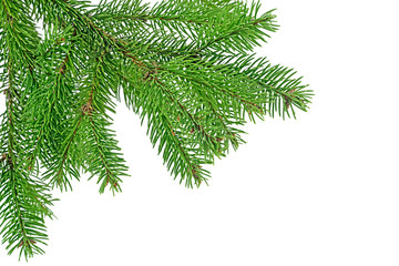 Branch of fir tree on a white background