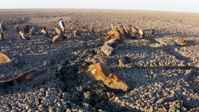 Climate change.Aerial close-up view of bearly alive trapped cows. Behind them, scavenger birds feed on animal carcasses scattered about the dry Lake Ngami due to drought and climate change, Okavango Delta, Botswana