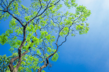  Tree with beautiful blue sky (view up)