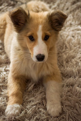 Puppy on the carpet