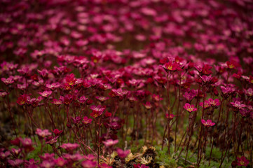 Pink flowers in the garden