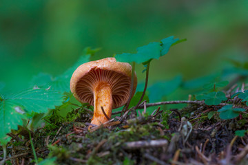Mushroom (Chroogomphus helveticus) close up