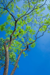 Fototapeta premium Tree with beautiful blue sky (view up)