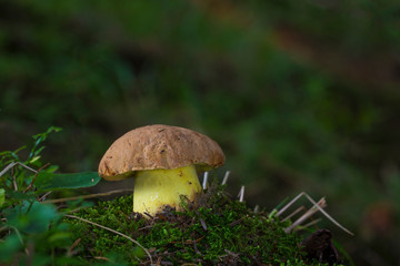 Mladý exemplár jedlých, ale zriedkavo sa vyskytujúcich divých húb Boletus subappendiculatus v prirodzenom prostredí, lesný smrekový les