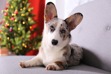 A blue merle corgi with big ears and funny fur stains sitting at home on christmas eve. Traditional pine tree with bokeh effect lights and cardigan welsh corgi dog. Close up, copy space, background.