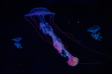 Beautiful jellyfish in the neon light in aquarium