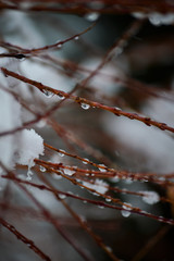 Water drop on a branch