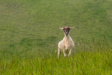A Shorn Sheep in a Summer Meadow, England