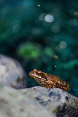 Frog in the pond