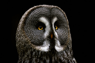 Portrait of a great grey owl (Strix nebulosa) isolated on a black background
