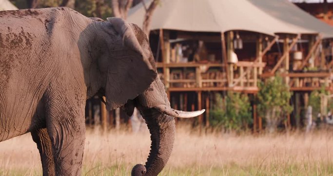 Close-up view of an elephant feeding in front of Sable Alley Safari Camp, Okavango Delta, Botswana