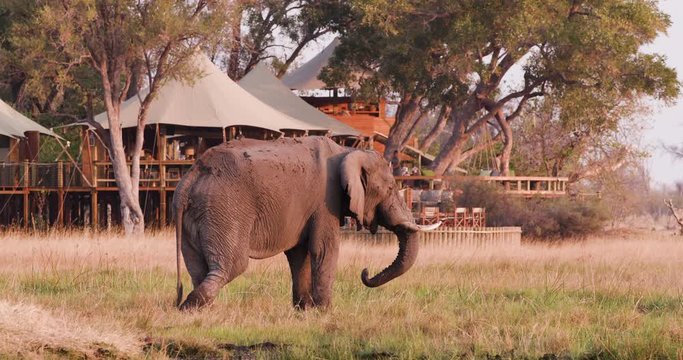 Elephant feeding in front of Sable Alley Safari Camp, Okavango Delta, Botswana
