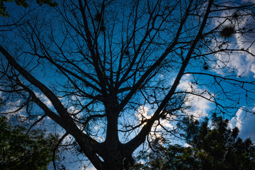 Dry tree stem without leaves