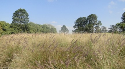 Obraz premium Summer in park