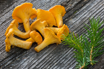 Yellow chanterelle (cantharellus cibarius) on rustic wooden background