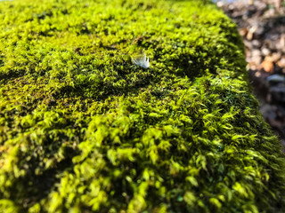 small feather on green moss