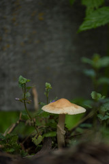 Mushroom 