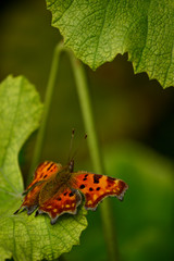 Comma butterfly