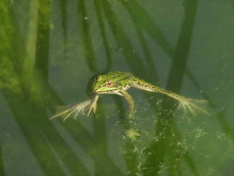 frosch im teich