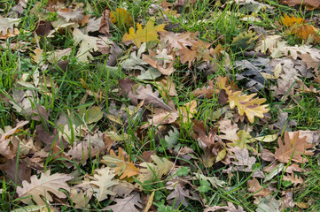 background with dried fallen oak leaves on a green grass meadow