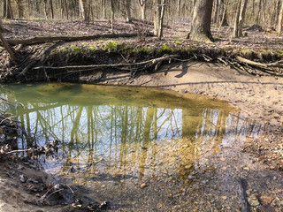 reflective river in the forest
