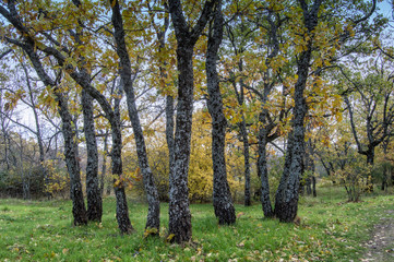 set of oaks in the forest of La Herreria in San Lorenzo del Escorial, porovincia of Madrid. Spain
