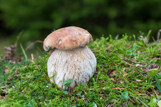 Edible mushroom boletus edulis known as penny bun in forest with blurred background