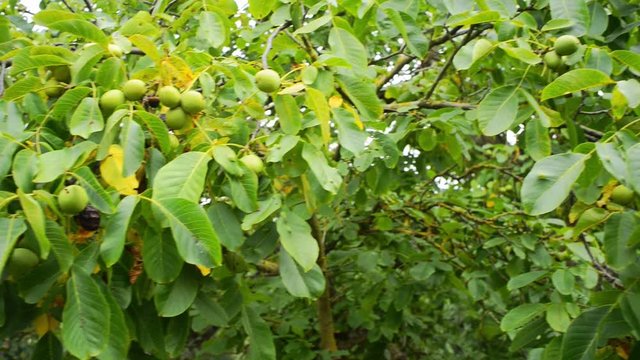 organic walnut tree with green walnut fruits