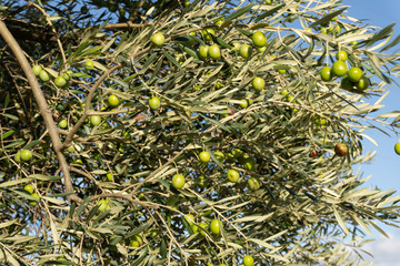 closeup of olive tree branches in the wind, France