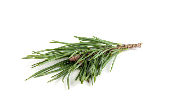 Spruce Branch Isolated On White Background