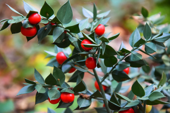 Butcher's-broom or Ruscus aculeatus fruits on a branch