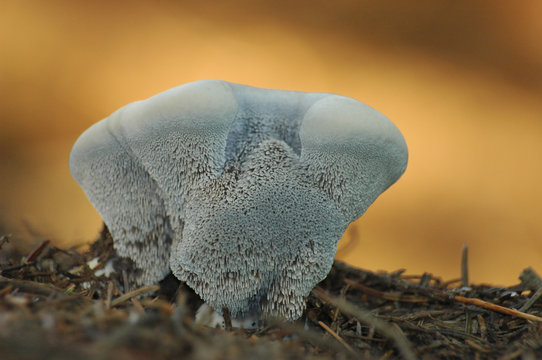 Hydnellum suaveolens mushroom close up shot local focus.