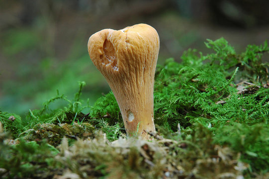 Clavariadelphus pistillaris inedible fungus grows in forests Central Europe