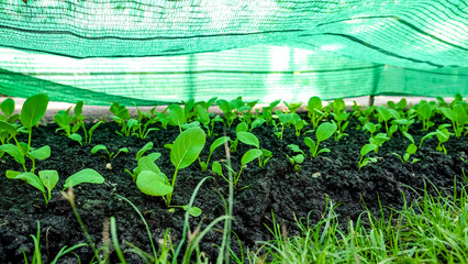 fresh baby Organic bok choys vegetable in the garden