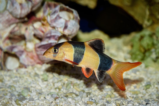 Fish Botsia Clown (Chromobotia macracanthus or Botia macracanthus) in the freshwater aquarium.