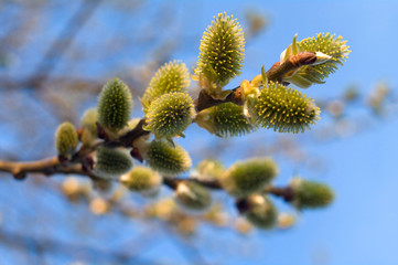 Pendula flowers