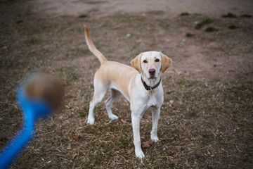 Labrador dog waiting for the ball to be thrown with a blue pitcher