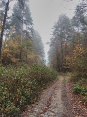 road in the forest