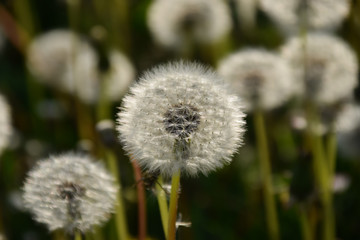 Dandilion flower seed