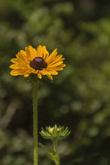 Rudbeckia hirta L.