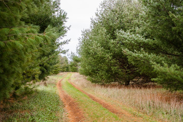 Fototapeta na wymiar A country path through a pine plantation.