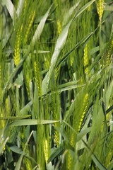 Young unripe ears of barley ( hordeum vulgare ) on a corn plantation in spring