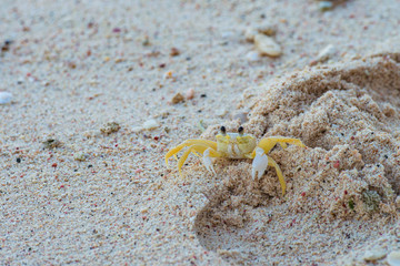 Yellow Crab on the beaches of Curacao